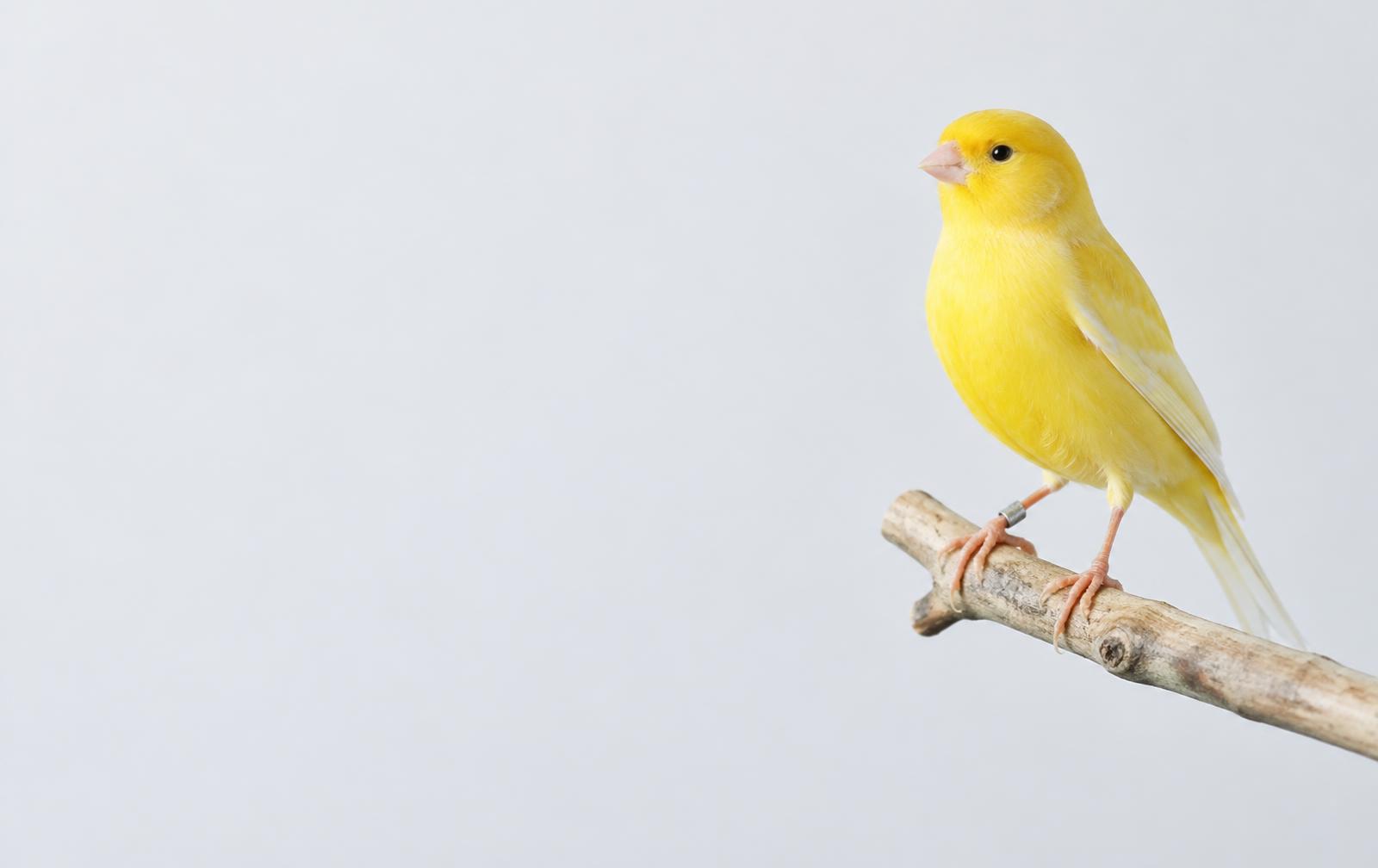 Yellow canary wearing an identification ring, perched on a branch